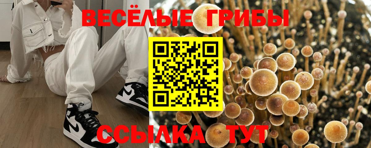что такое   Псилоцибиновые грибы Psilocybe  Вход с VPN  Псилоцибиновые грибы Psilocybe  Павловский Посад 